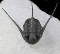 Well Preserved Cyphaspis Eberhardiei Trilobite - #36414-3